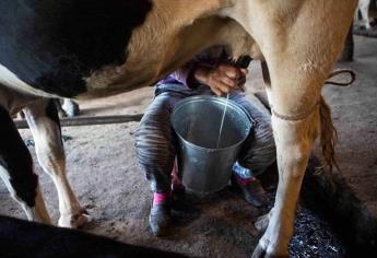 En 90 días Ahome y Mazatlán tendrán acopio de leche para Diconsa