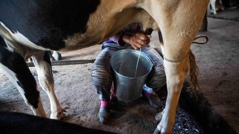 En 90 días Ahome y Mazatlán tendrán acopio de leche para Diconsa