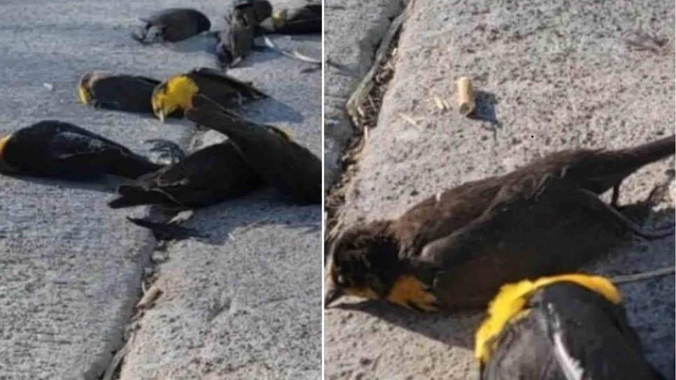 Caen del cielo cientos de aves en Chihuahua y nadie se explica el motivo