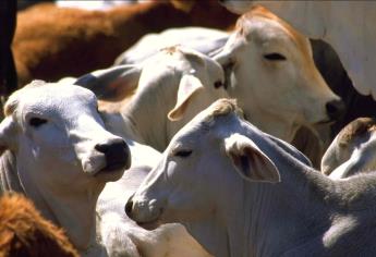 Sinaloa podría recuperar estatus zoosanitario; queda poco ganado con tuberculosis