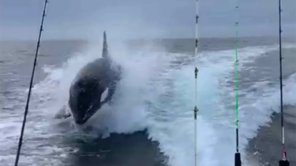 Captan a orcas en farallón de Topolobampo