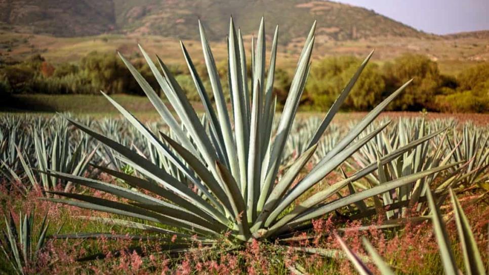 Sinaloa podría sembrar agave y sábila