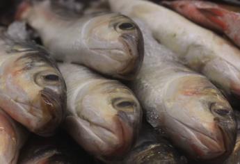 No hay suficiente abasto de pescado para la Cuaresma