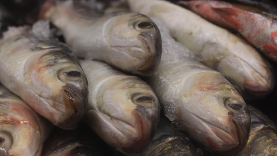 No hay suficiente abasto de pescado para la Cuaresma