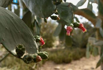 Jardín Etnobotánico del Parque Sinaloa conserva la riqueza de la Juyya-Annia Yoreme
