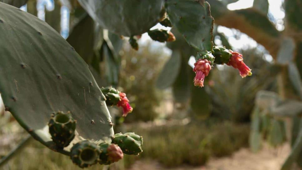 Jardín Etnobotánico del Parque Sinaloa conserva la riqueza de la Juyya-Annia Yoreme