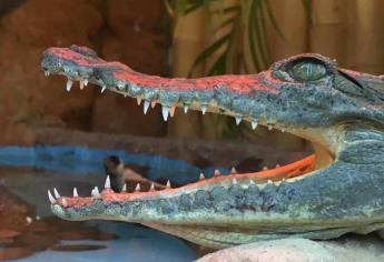 Acuario Mazatlán tiene a su cuidado más de mil animales