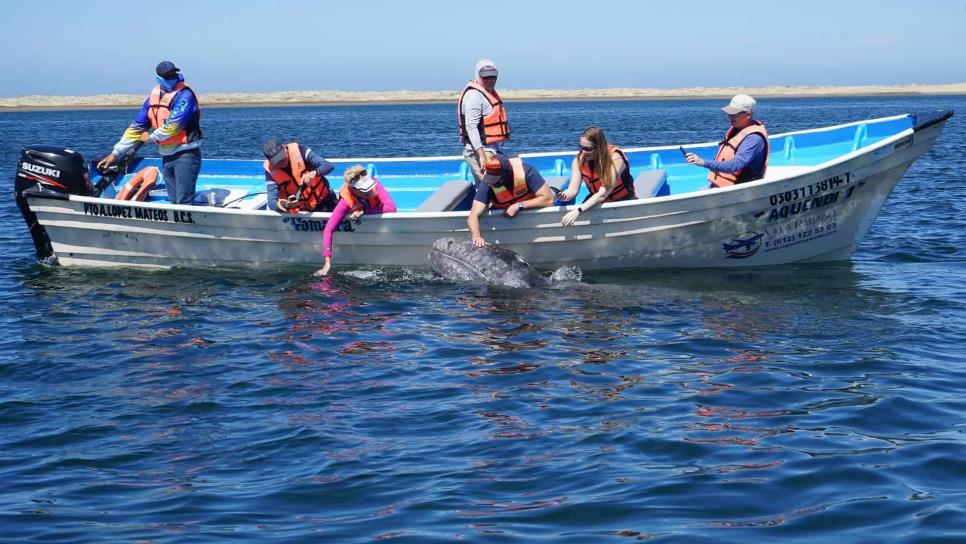 La ballena gris vuelve a deleitar a miles de turistas en México