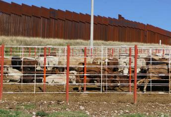 Sonora recupera estatus zoosanitario y podrá exportar ganado a EUA