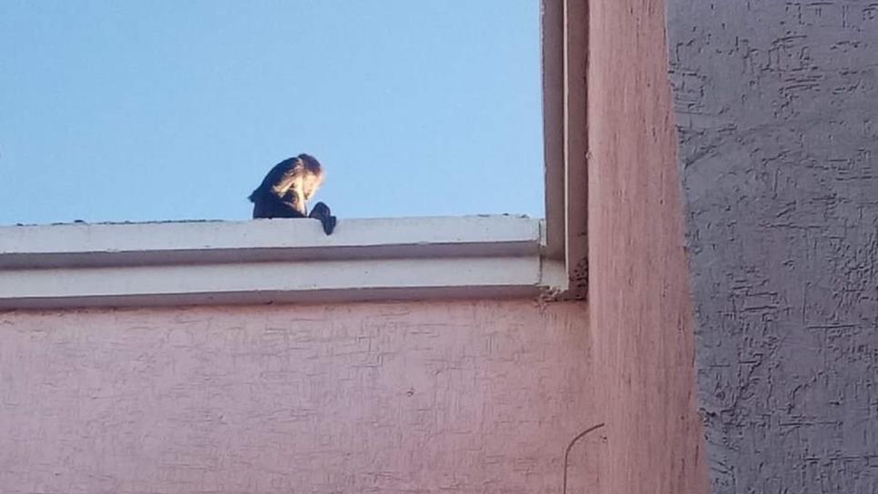 Un mono araña visita todos los días a vecinos de Villas del Rey, en Mazatlán