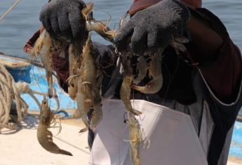 Inicia veda del camarón en océano Pacífico y Golfo de California