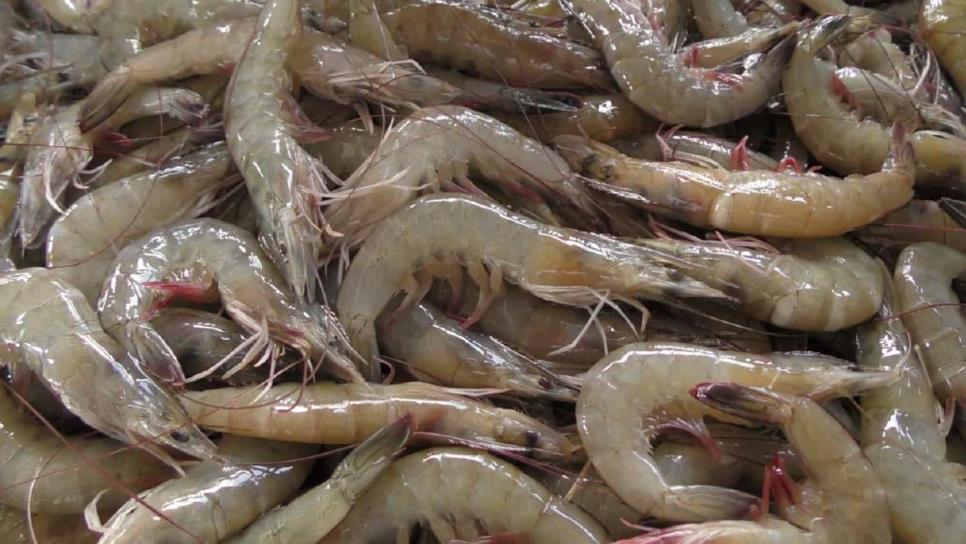 Llaman a pescadores a respetar la veda de camarón