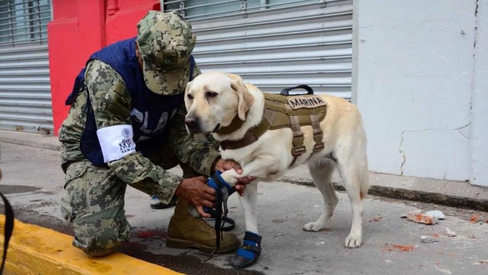 «Frida», la perrita rescatista de la Secretaría de Marina tiene complicaciones de salud