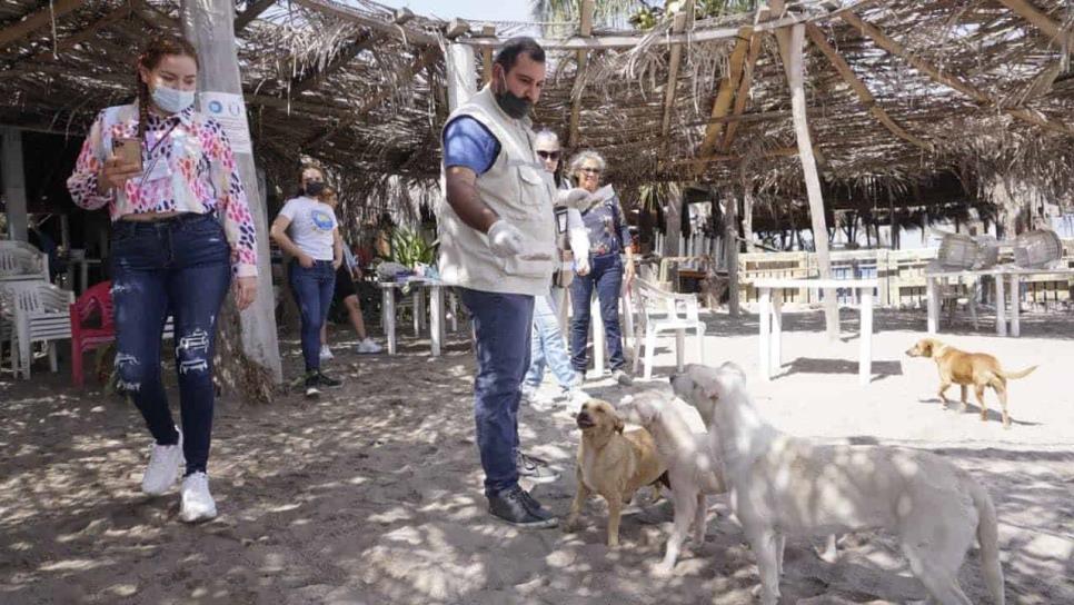 Atiende Ecología denuncia de envenenamiento de perros en Isla de la Piedra