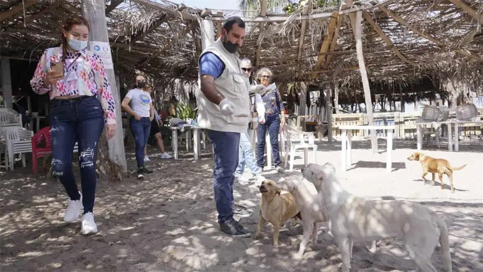 Atiende Ecología denuncia de envenenamiento de perros en Isla de la Piedra