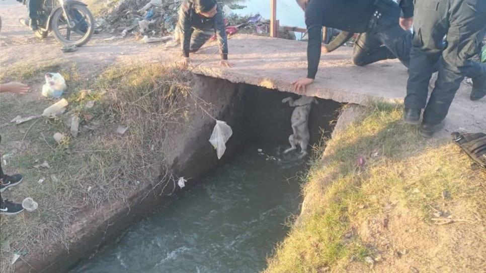 Policías rescatan a Güero, un perrito que cayó a un canal en el ejido Flores Magón