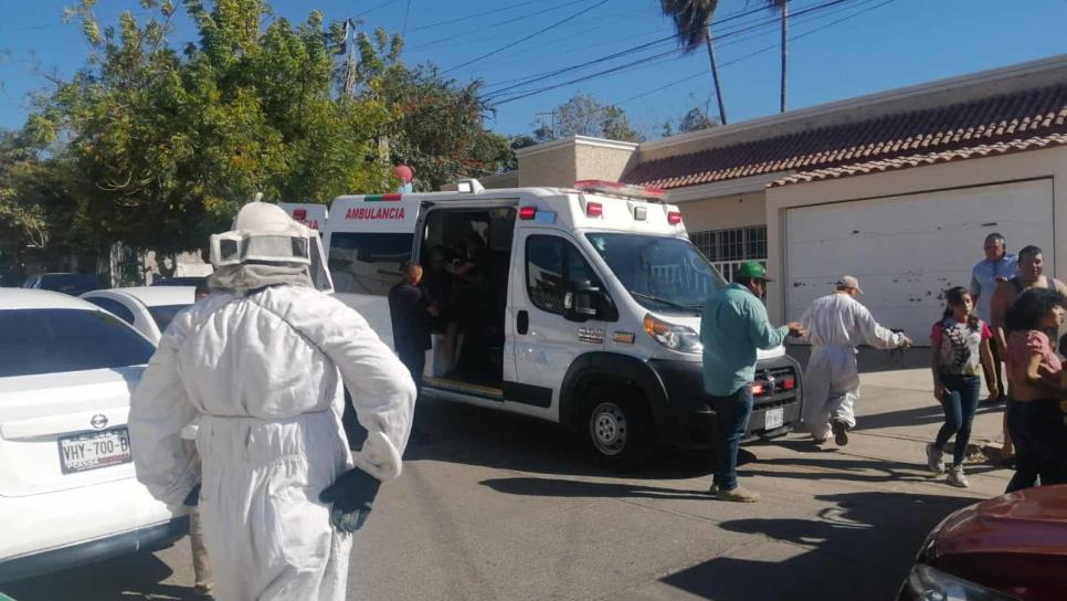 Enjambre ataca a vecinos de la colonia Salvador Alvarado, en Culiacán