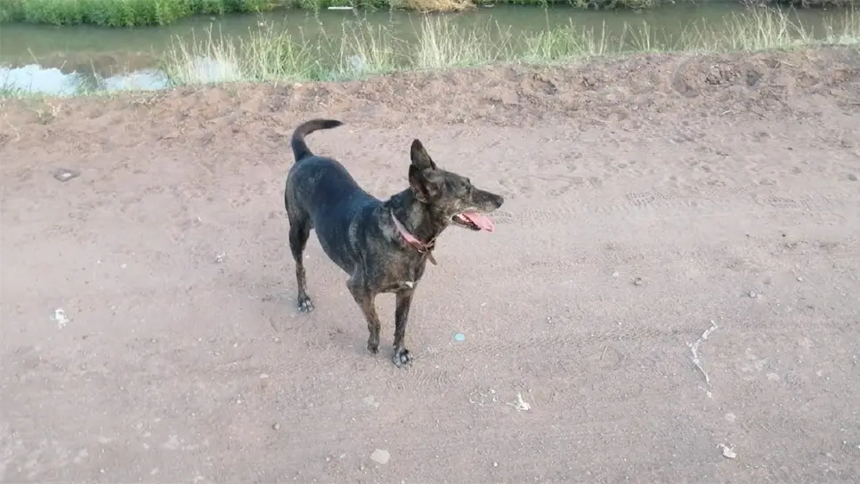 Negrita, una de los perros envenenados. FOTO: Esthela García.