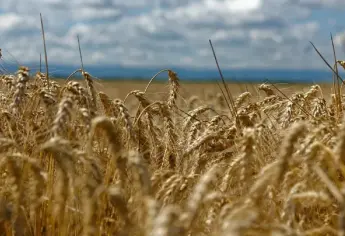 Piden que apoyo emergente para productores de trigo también incluya a Sinaloa