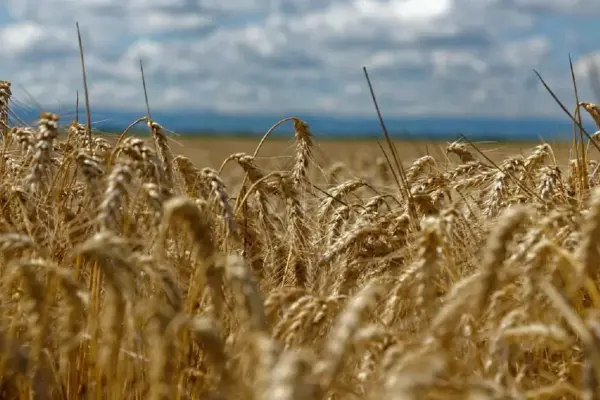 Expedientes de trigo listos para el pago en Sinaloa Expedientes de trigo listos para el pago en Sinaloa