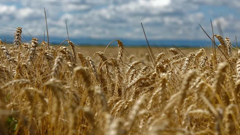 Rusia planea suspender exportación de trigo