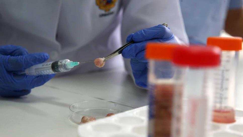 Científicos de Florida crean chip para separar los espermatozoides «buenos»