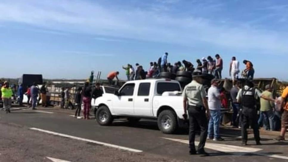 Tráiler cargado de cerdos vuelca en la maxipista Mazatlán - Culiacan