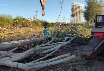 Ecocidio en Los Mochis: talan 13 árboles con más de 40 años