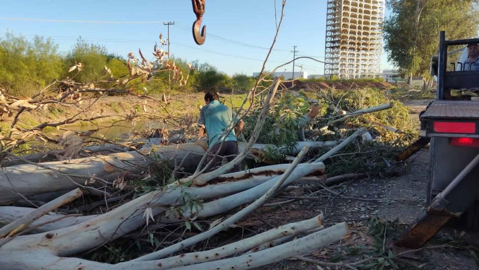Ecocidio en Los Mochis: talan 13 árboles con más de 40 años
