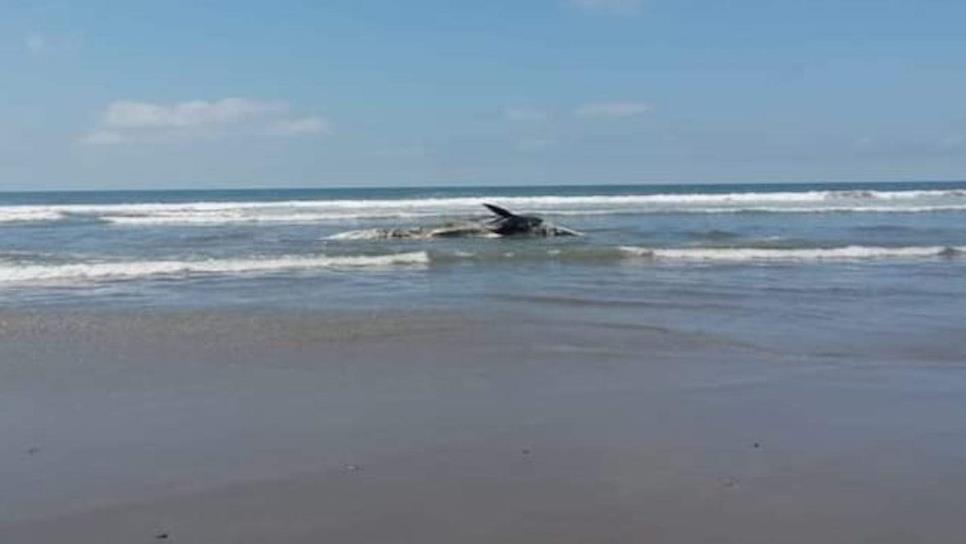  Encuentran ballena sin vida en playa de El Vigia, en Eldorado