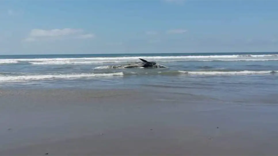  Encuentran ballena sin vida en playa de El Vigia, en Eldorado