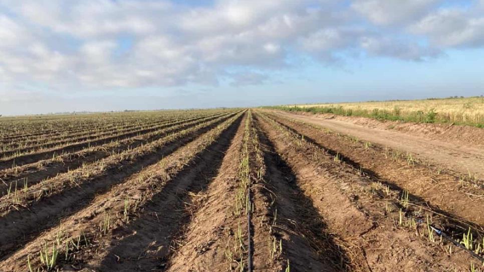 Inicia cosecha de espárragos en el Valle del Carrizo