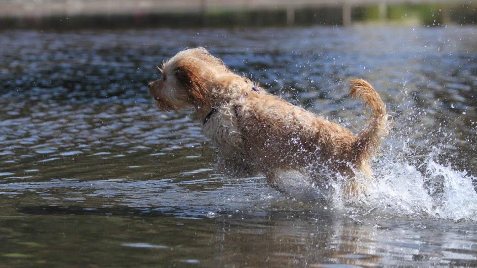 Ayuntamiento de Ahome atenderá sobrepoblación canina en Playa El Maviri