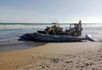 Aparece otra ballena muerta en playa Las Glorias