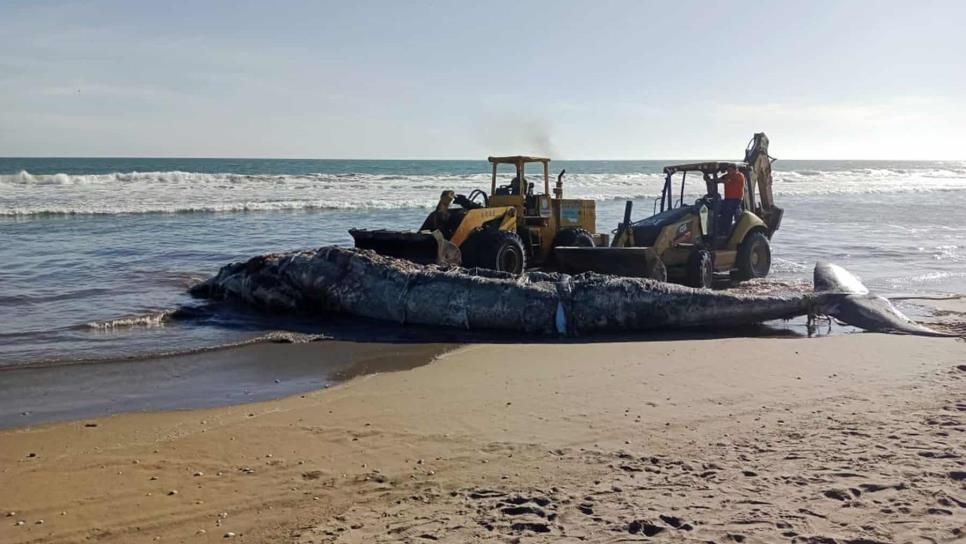 Aparece otra ballena muerta en playa Las Glorias