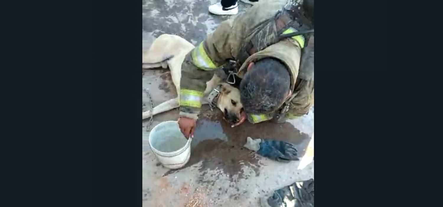 Bomberos de Los Mochis salvan a dos perritos de morir quemados