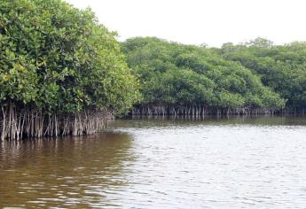 Reforestará GPO 200 hectáreas de mangle en El Maviri