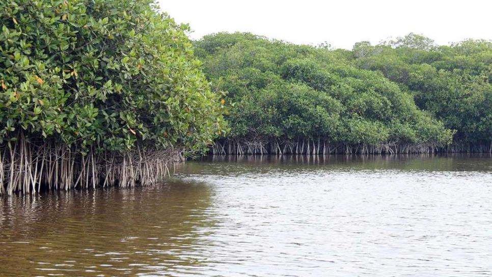 Reforestará GPO 200 hectáreas de mangle en El Maviri