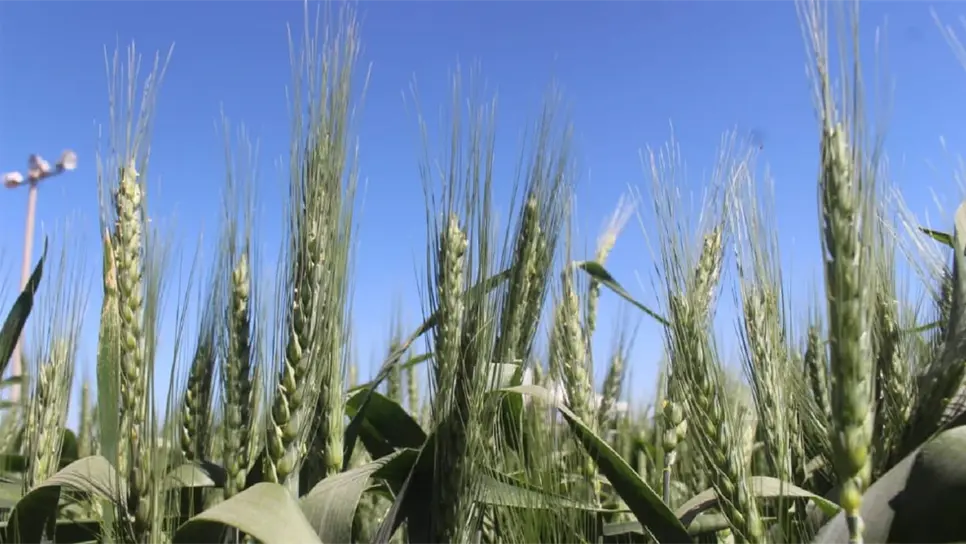 Sube precio del trigo . | FOTO: Luz Noticias.