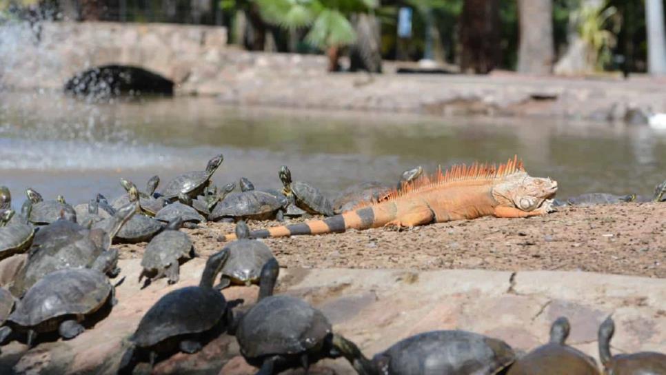 Aparecen animales muertos en el Parque Sinaloa