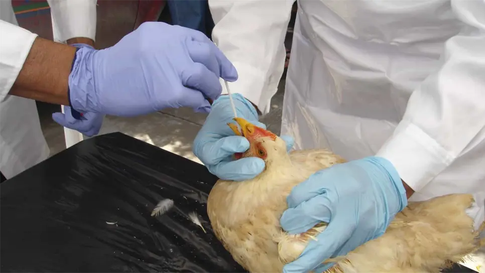 Refuerzan operativo contra Influenza Aviar AH7N3 en Coahuila y Durango