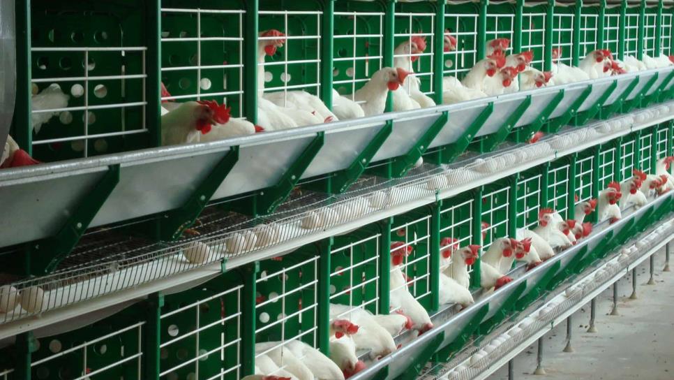 Sinaloa libre de gripe aviar; se mantienen precios de huevo y pollo
