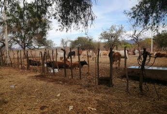 Repunta precio de la carne por escasez de becerros