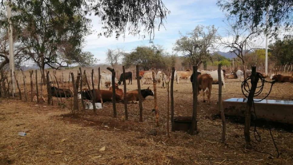 Repunta precio de la carne por escasez de becerros