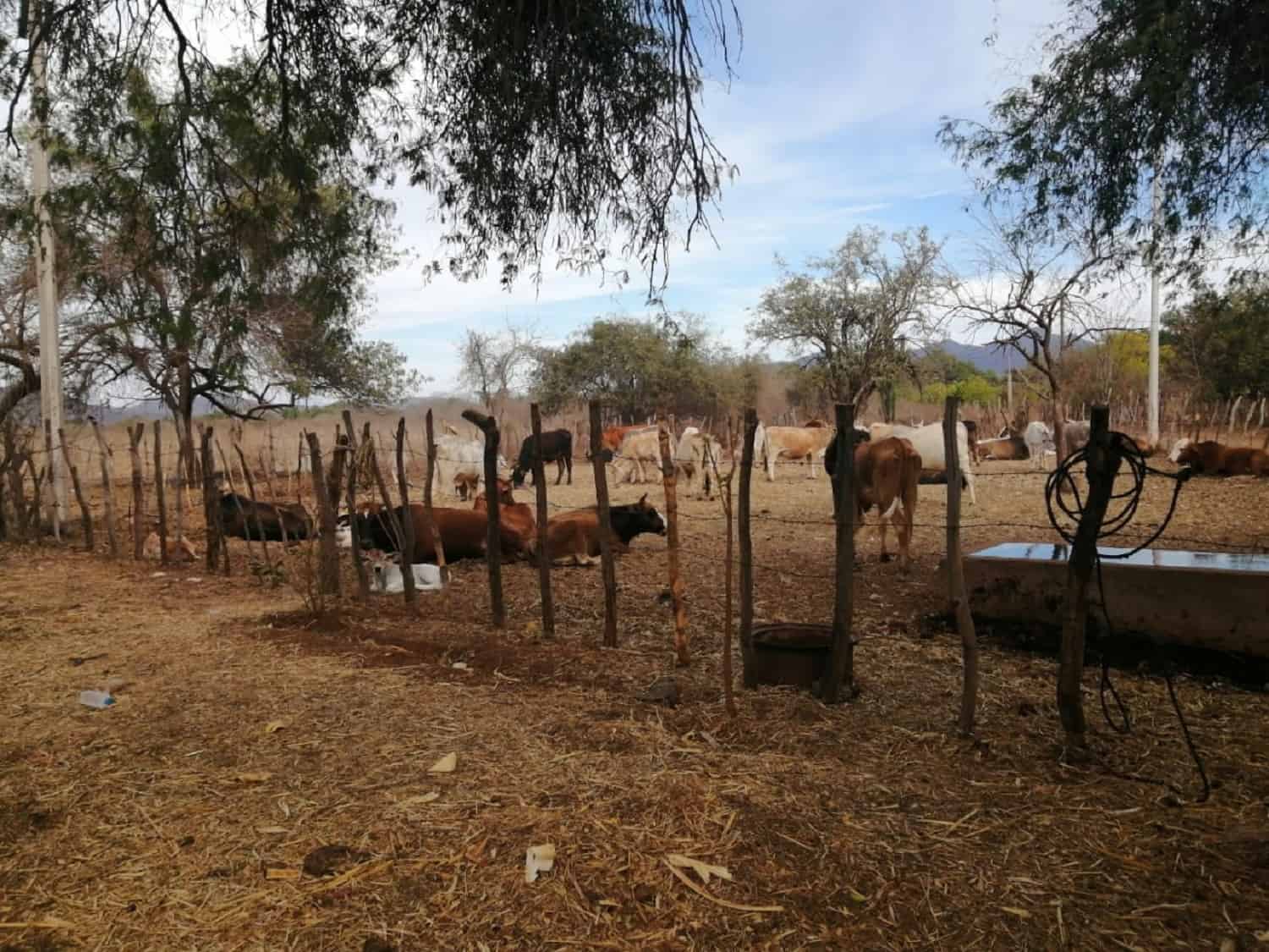 Repunta precio de la carne por escasez de becerros