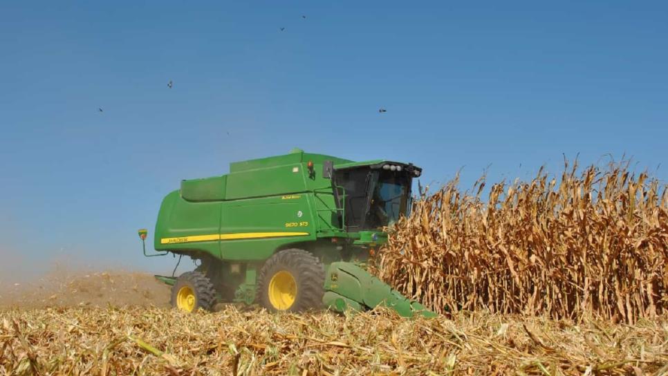 Cosecha de maíz en EUA al 96 por ciento