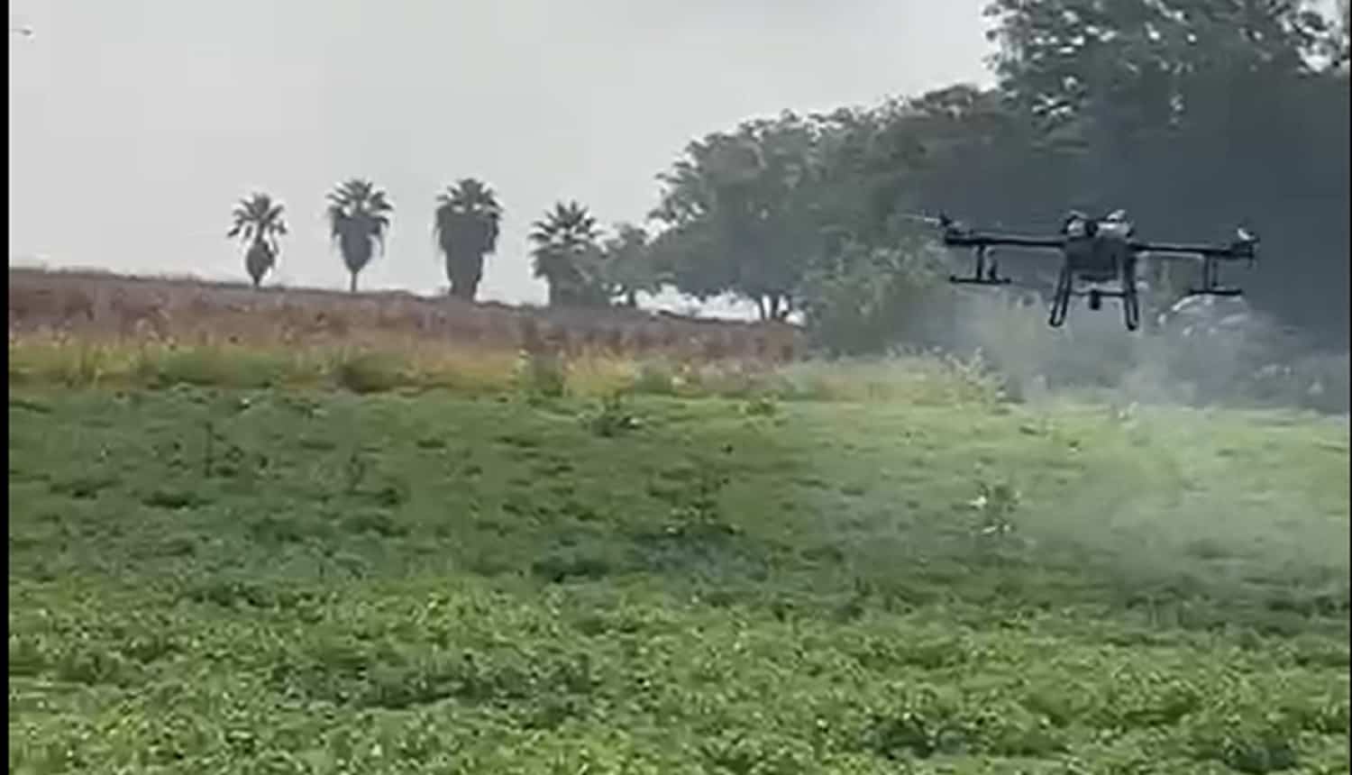 Atacan con drones la plaga de chinches en el cártamo