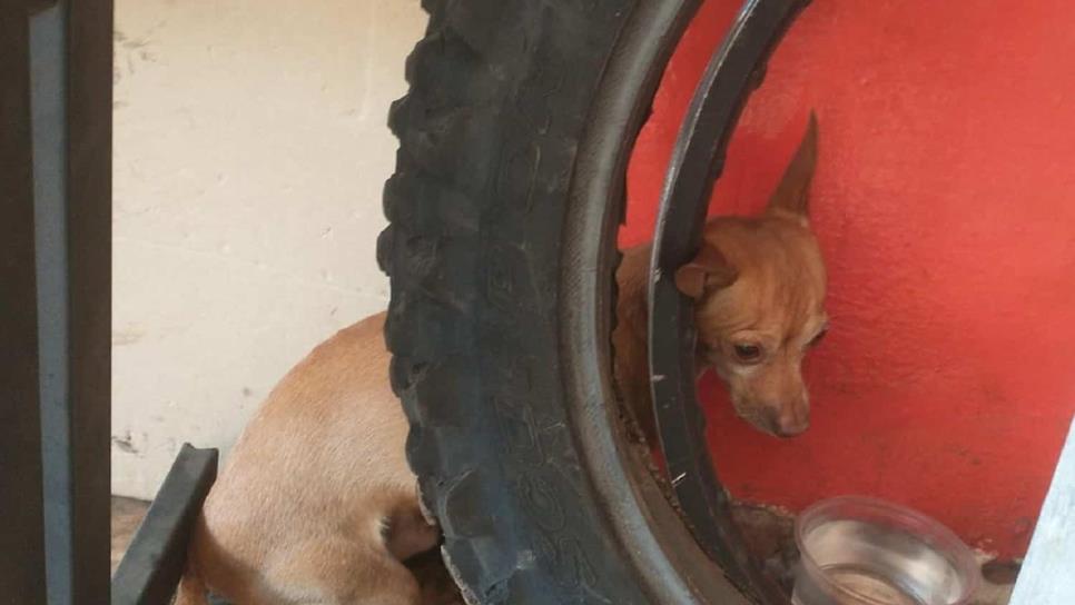 Se pierde un perrito y se refugia en un taller de motos de Culiacán