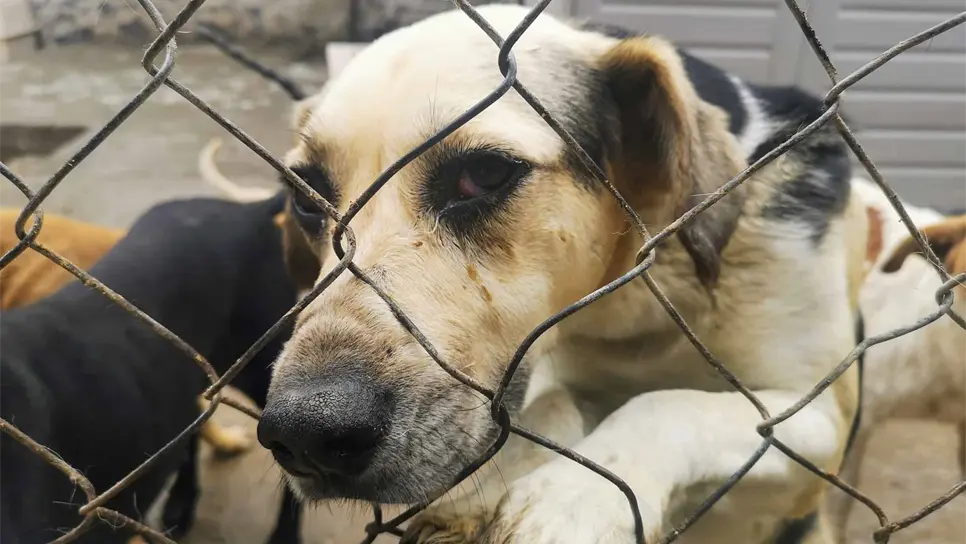 Incrementan casos de maltrato animal en Ahome