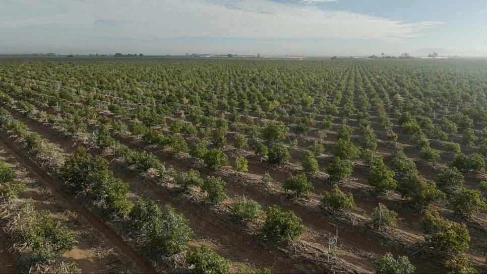 Siembran aguacate en el desierto de Sonora